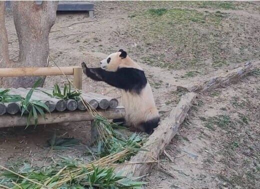 에네르기파 쏘는 푸바오_4.jpg