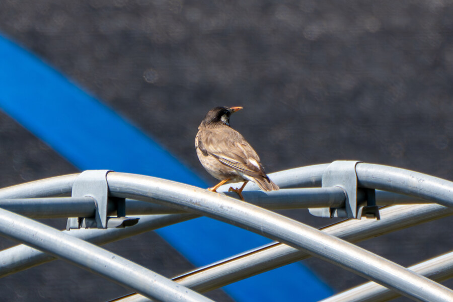 4월, 신도 및 시도 탐조_44.jpg