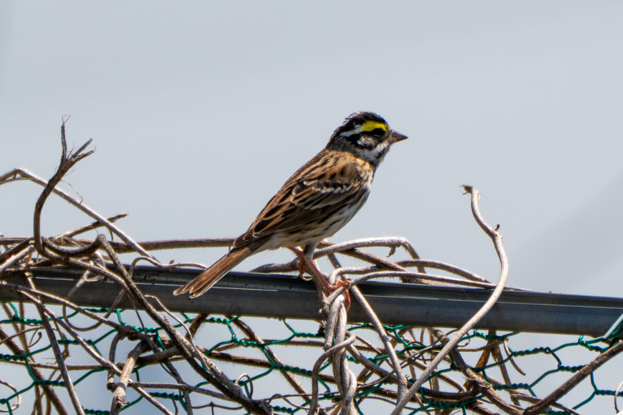 4월, 신도 및 시도 탐조_53.jpg