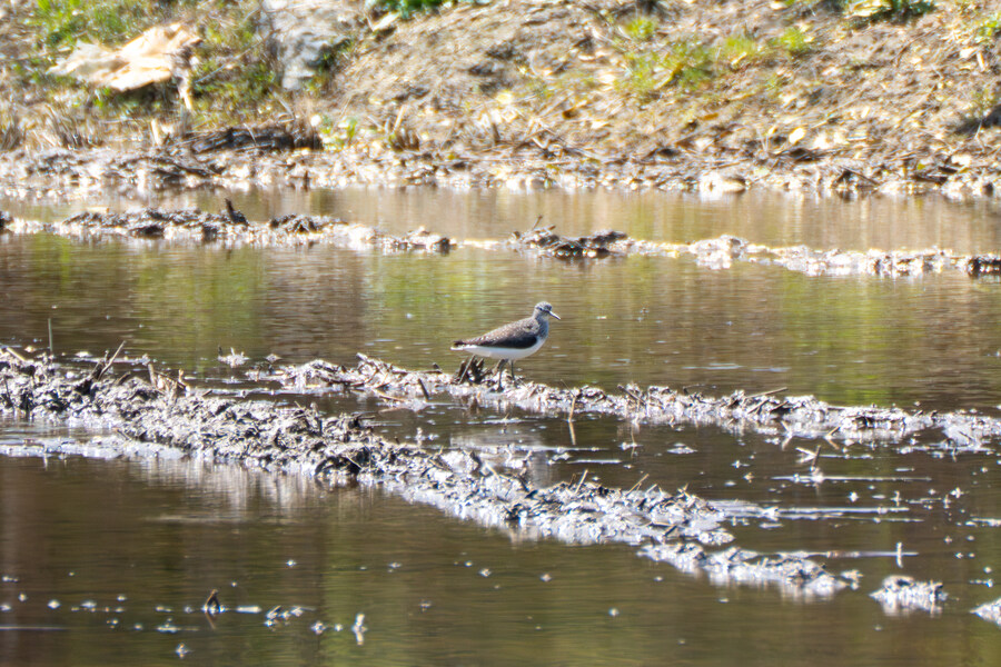 4월, 신도 및 시도 탐조_58.jpg