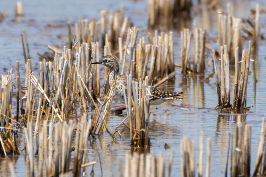 4월, 신도 및 시도 탐조_62.jpg