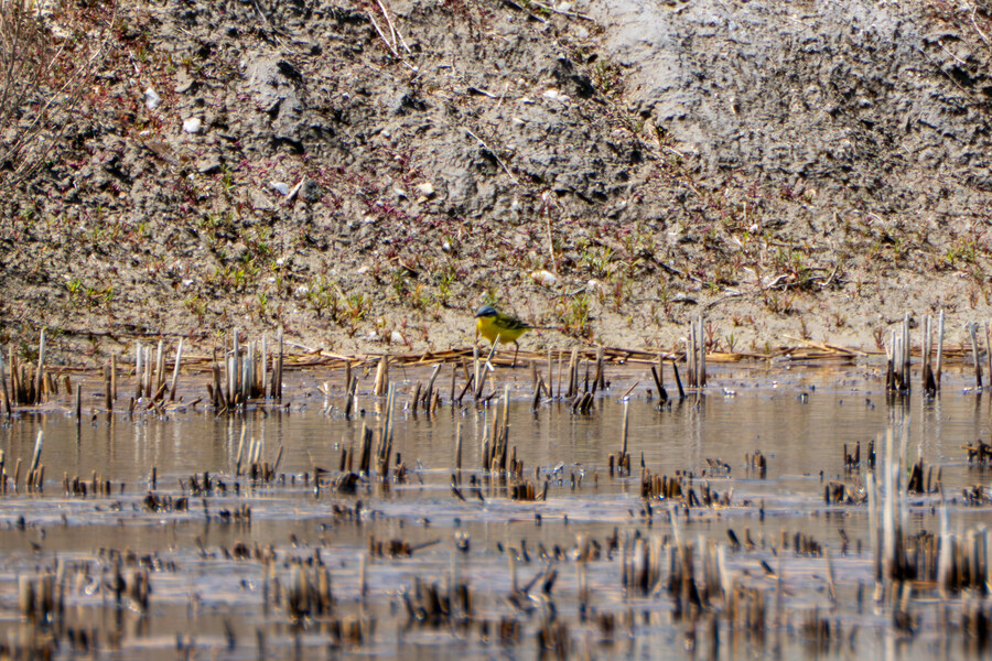 4월, 신도 및 시도 탐조_65.jpg