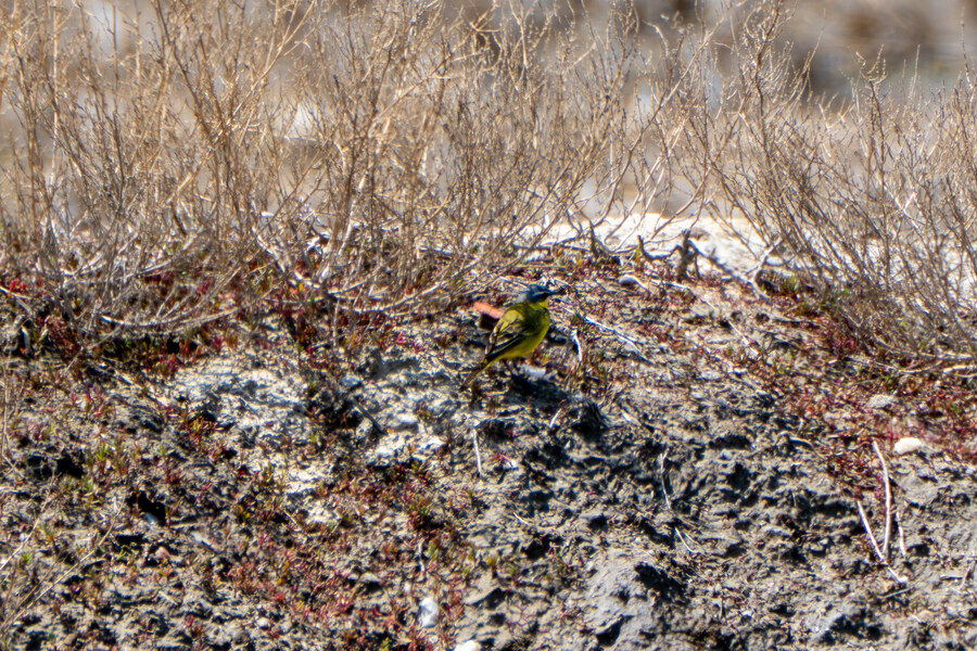 4월, 신도 및 시도 탐조_66.jpg