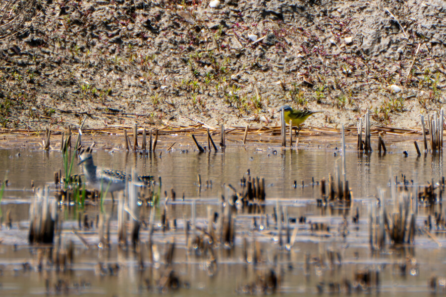 4월, 신도 및 시도 탐조_67.jpg