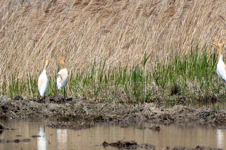 4월, 신도 및 시도 탐조_70.jpg