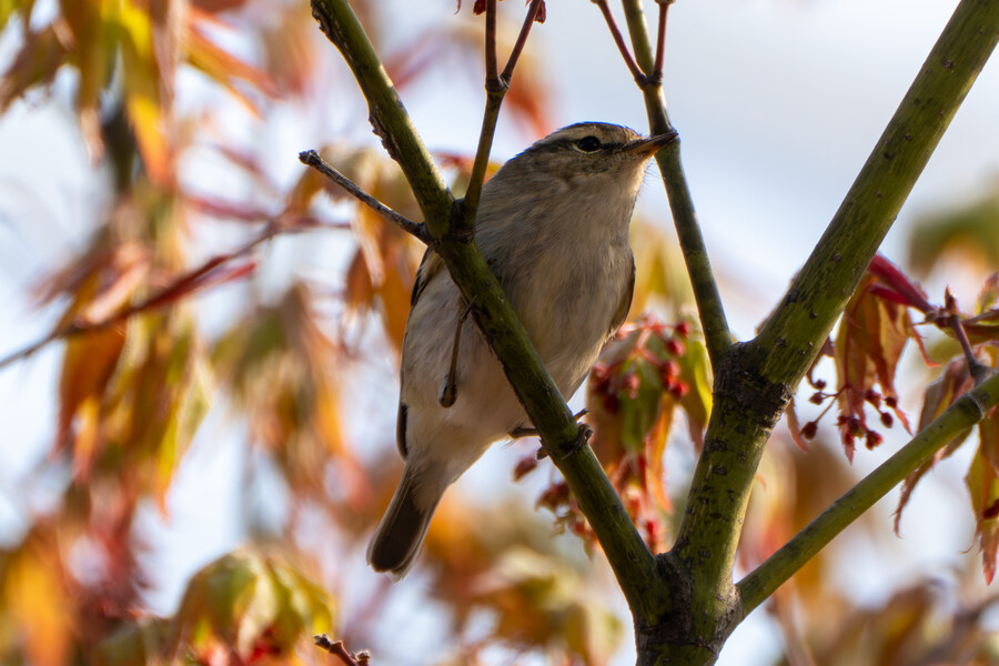 4월, 신도 및 시도 탐조_93.jpg