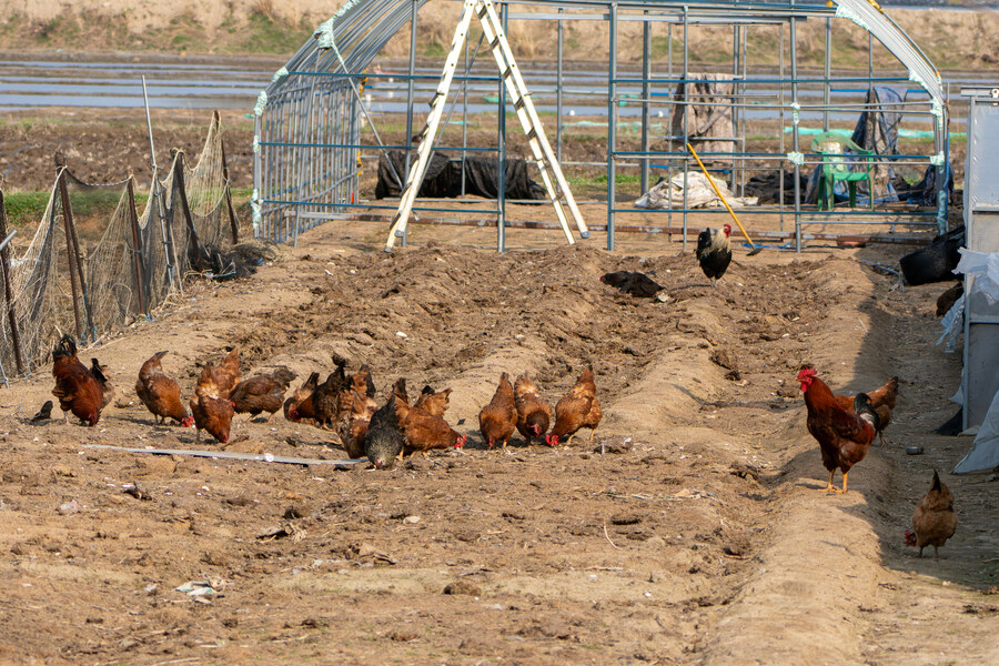 4월, 신도 및 시도 탐조_96.jpg