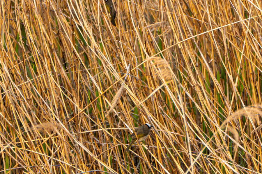 4월, 신도 및 시도 탐조_103.jpg