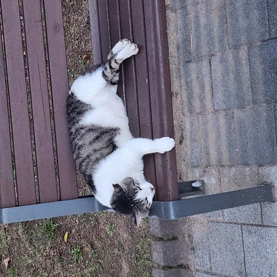 근처 공원에 사는 고양이_1.jpg