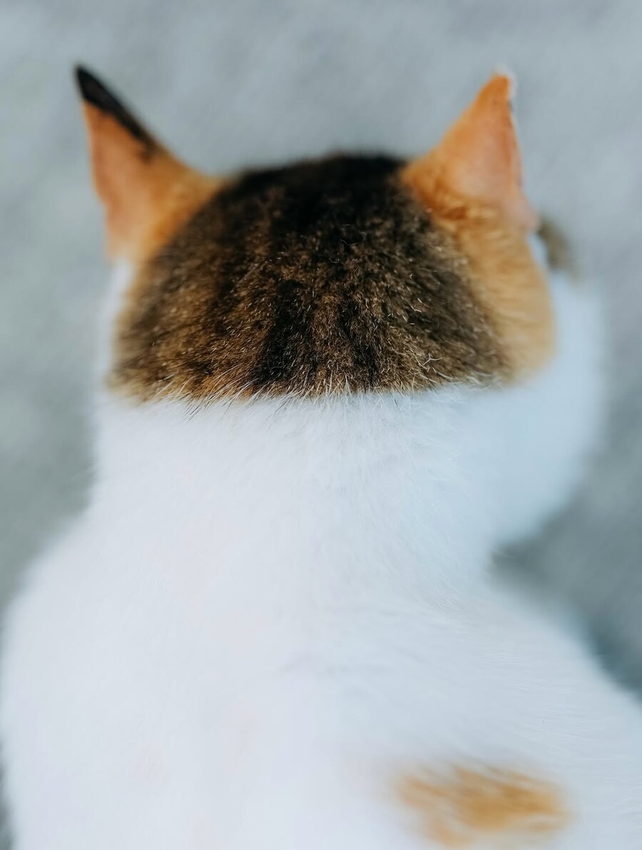 냐옹이 뒷머리컷..._1.jpg
