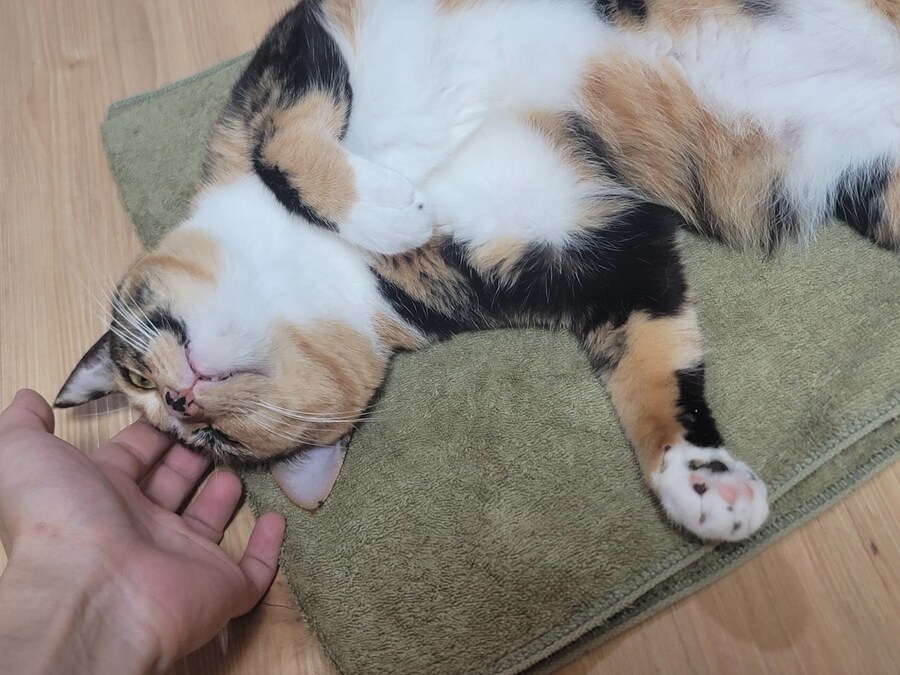 사람이 우울할땐 고양이를 봐야해요 유게이들_5.jpg