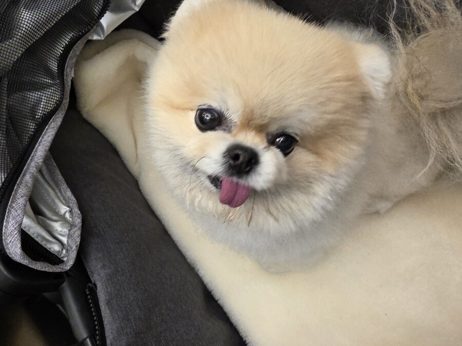자기전에 우리집 강아지 보고가_5.jpg