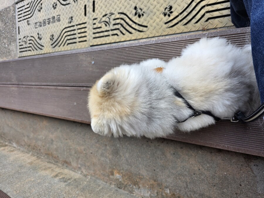 자기전에 우리집 강아지 보고가_7.jpg