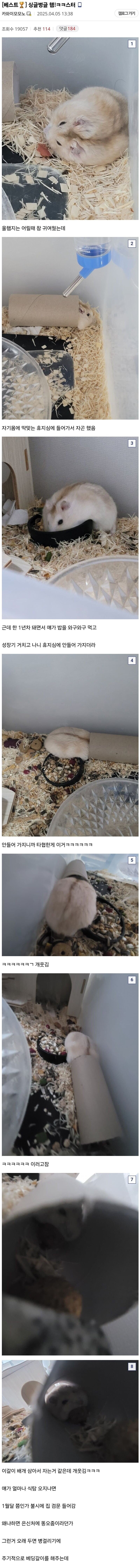 십년간 햄스터 키우기 한우물만 판 디시인_1.jpg