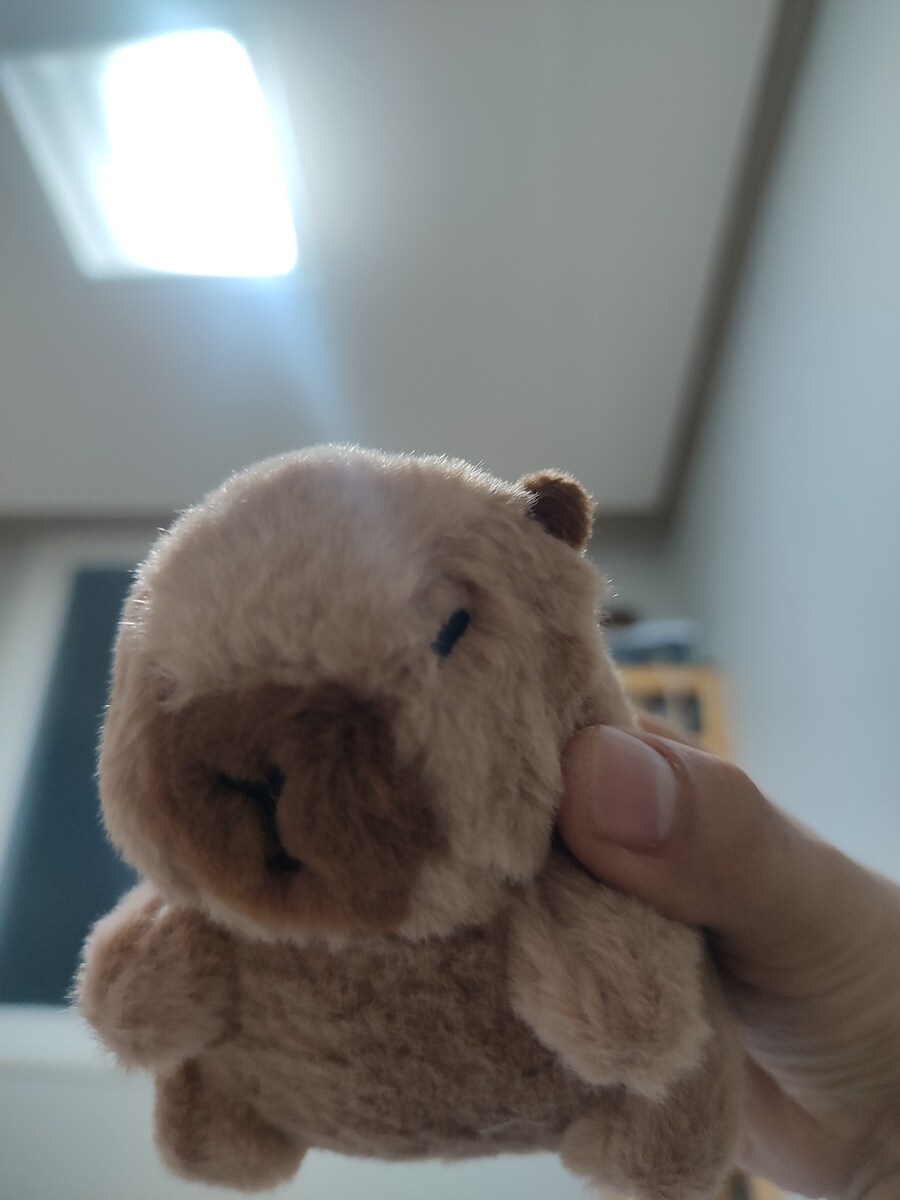 얼마전에 산 다이소 카피바라 인형 귀엽네_4.jpg