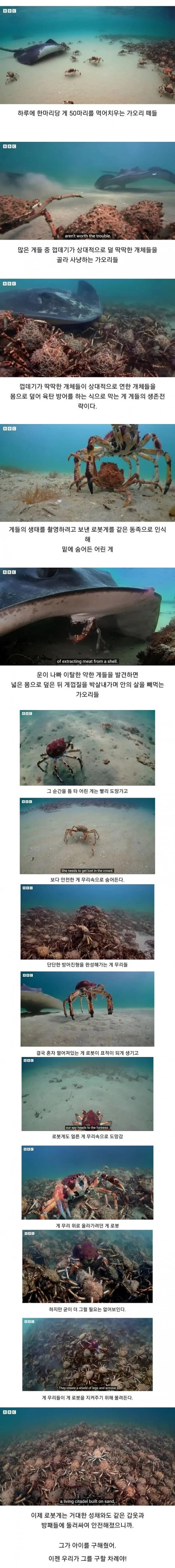 못 도망가게 잡아 당기는 조선게 이야기_6.jpg