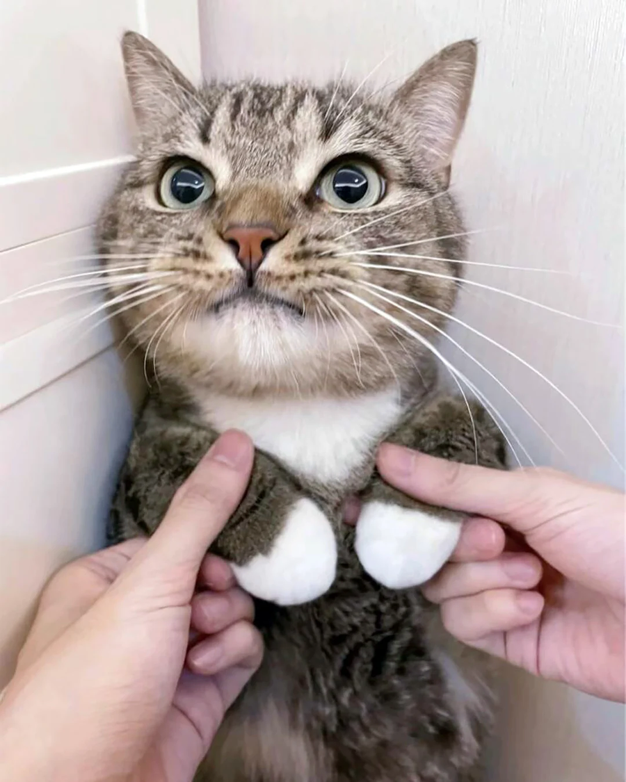 밥그릇 깬 고양이_3.webp