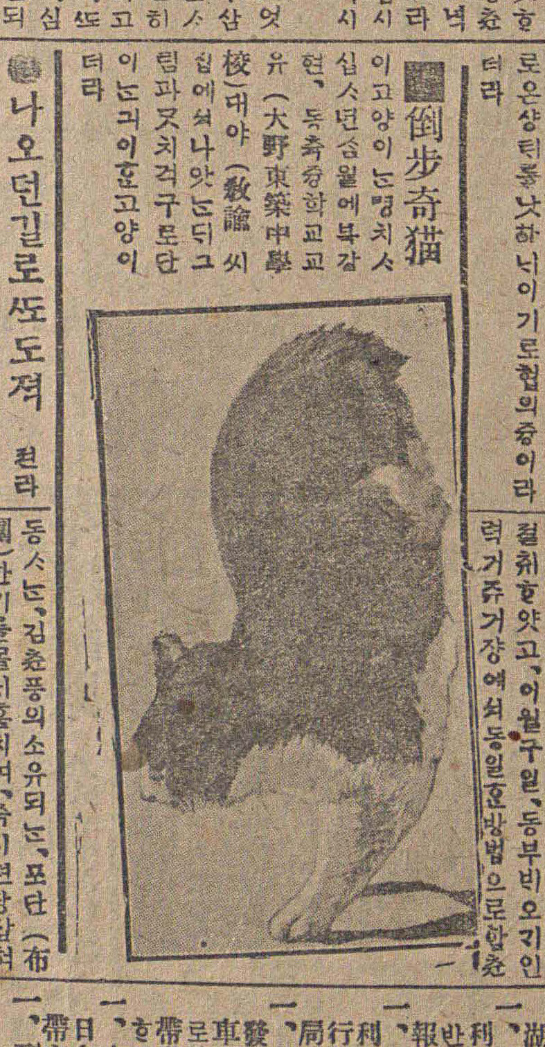 고오전에 실린 냥냥이_4.jpg