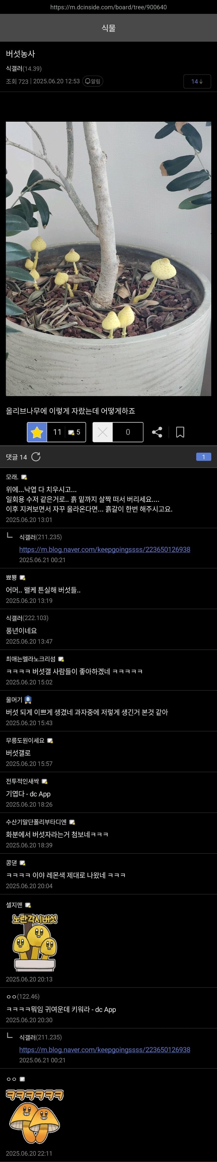 장마철을 맞아 식물갤과 버섯갤 상호우호협정 타결.jpg_1.jpg