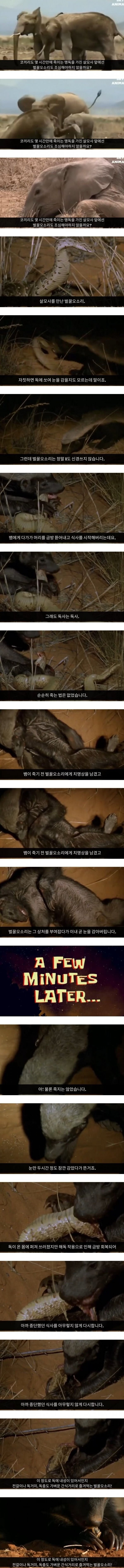 살모사 잘못 건드렸다가 눈감은 벌꿀오소리_1.png