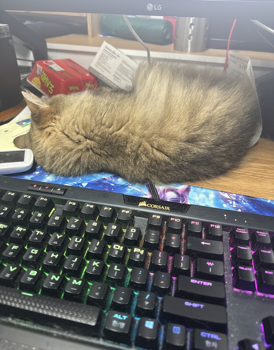 친구네 고양이 너무 귀여워..._1.png