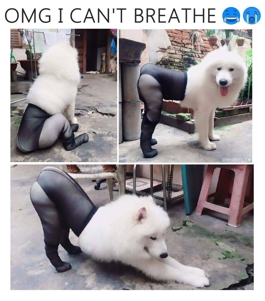 너희들이 좋아하는거 가져옴_2.jpg