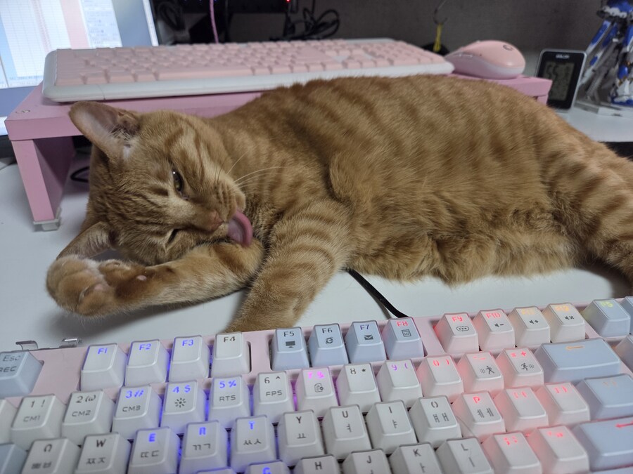 전 고양이 괴롭히는걸 너무 좋아해요_1.jpg