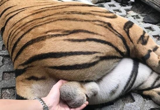 정보) ㅈ토피아의 시간인가?_11.jpg