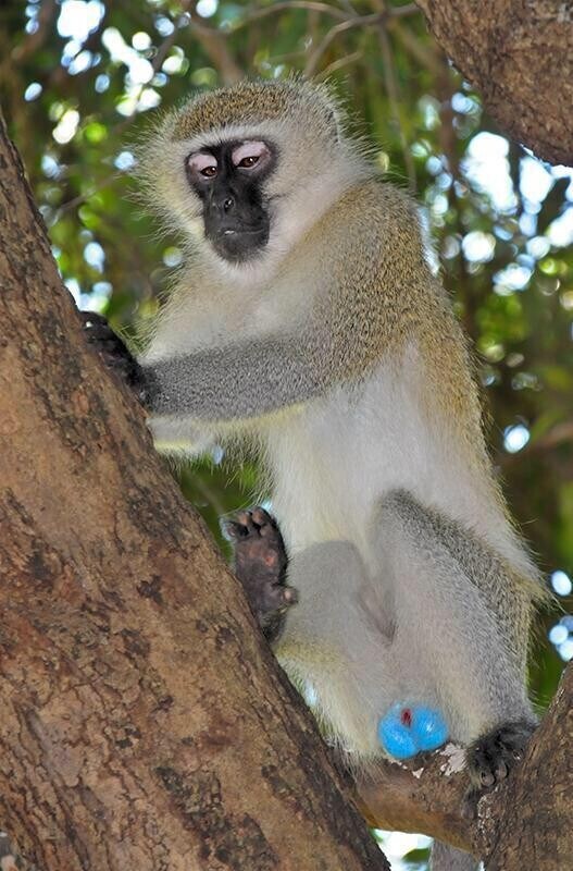 ㅇㅇㄱ)원숭이 꼬추짤임_3.jpg