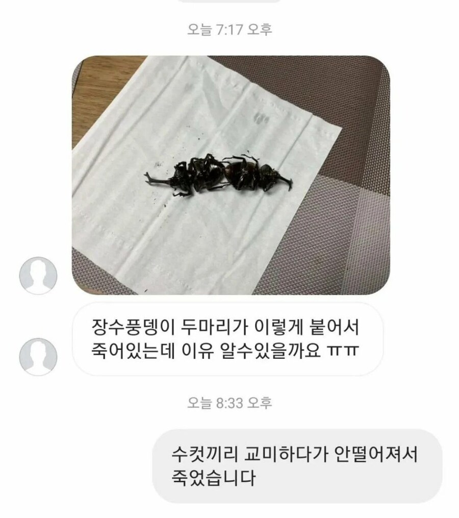 니들 장수풍뎅이 해병 전우애하는거 본적 있냐?_1.jpg