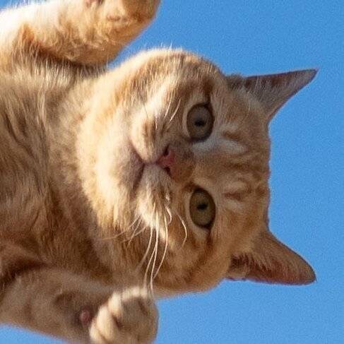 생각보다 높게 점프했을때 냥이 표정_3.jpg