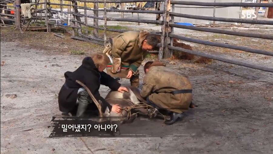 툰드라 다큐 순록 부랄먹방 공?식 영상으로는 남아있기닌 하던데_2.jpg
