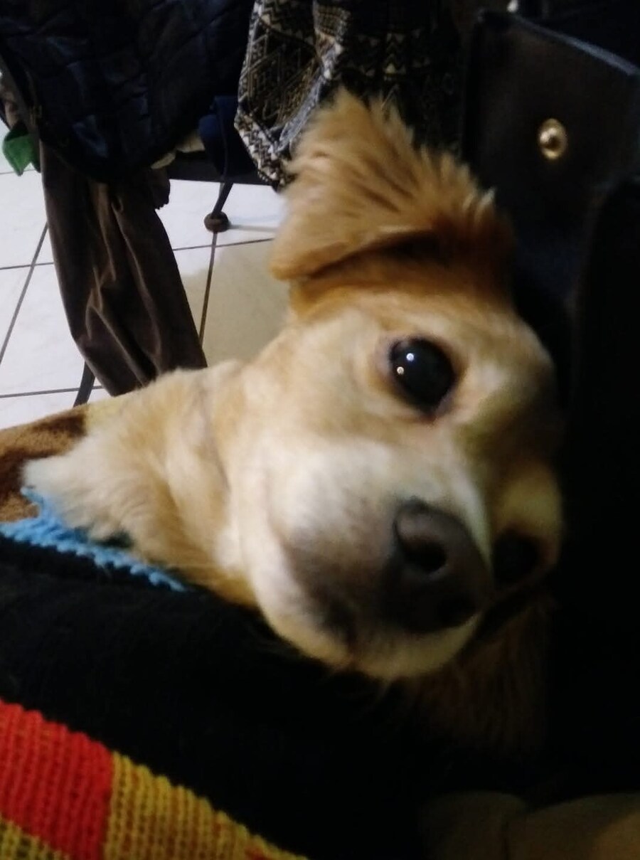 의외로 우리집 댕댕이 젊은시절 못했던거_2.jpg