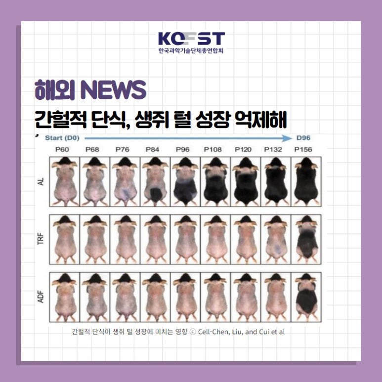 간헐적 단식의 단점_1.jpg