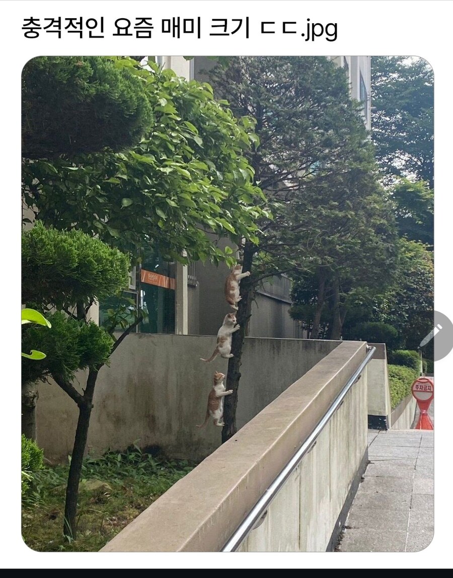 충격적인 요즘 매미 크기 ㄷㄷㄷㄷ_1.jpg