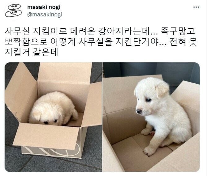 사장님이 사무실 출입자통제, 경비강화 겸 데려온 맹견_1.jpg