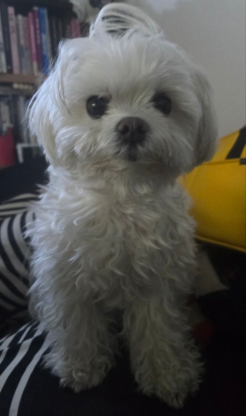 도람뿌 댕댕이_1.jpg