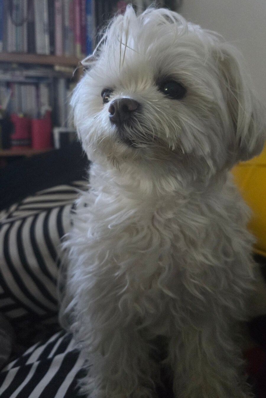 도람뿌 댕댕이_5.jpg