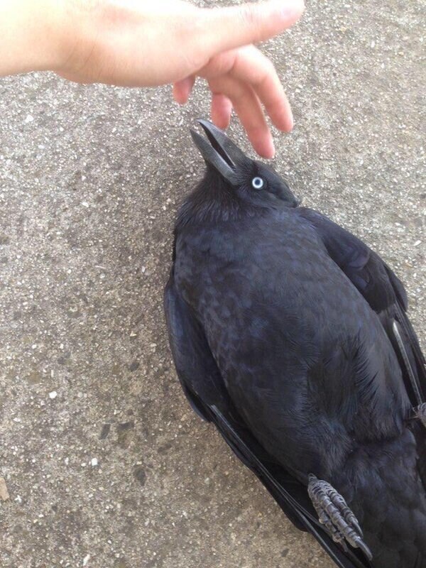 배까고 애교 부리는중_1.jpg