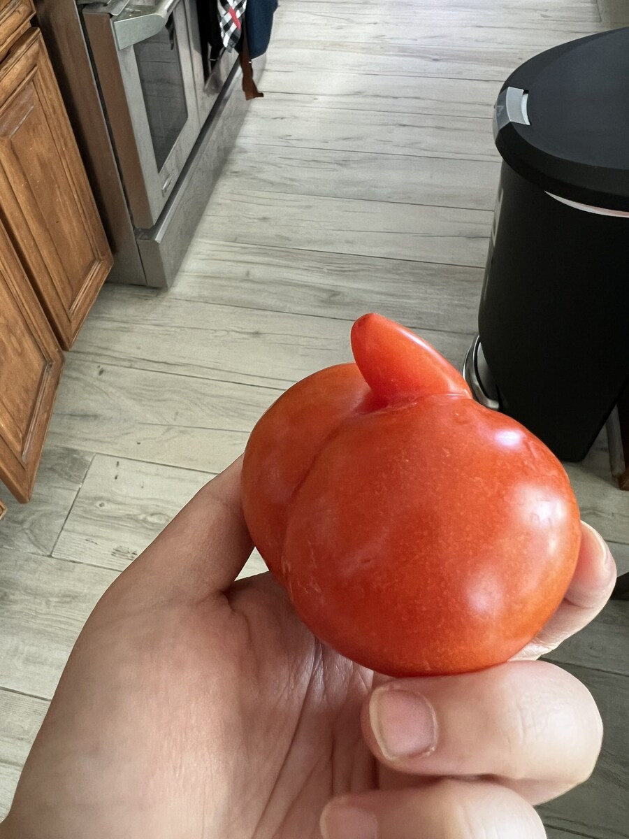 어머니가 기르신 솣 토마토_1.jpg