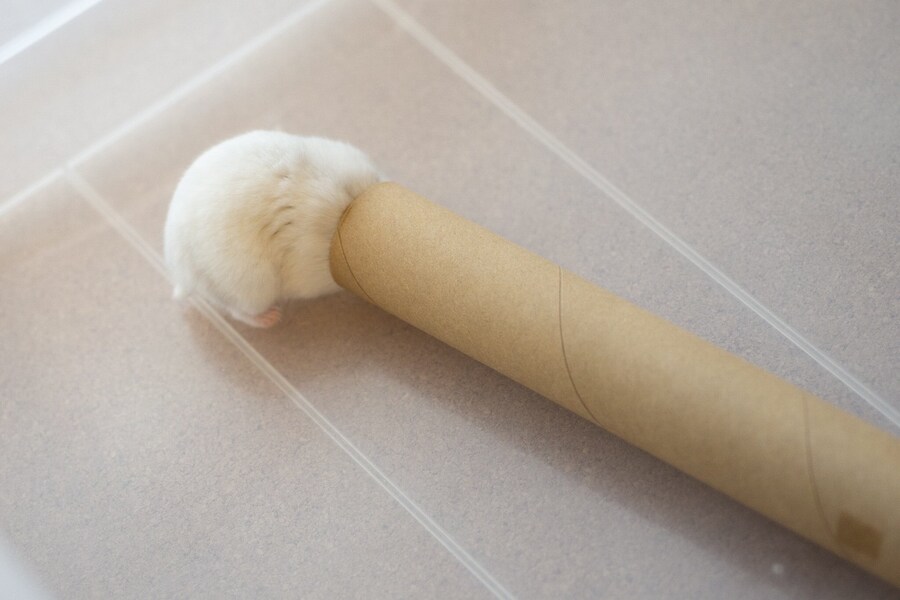 원통에 들어가는 귀여운 햄스터 'ㅅ'_2.jpg