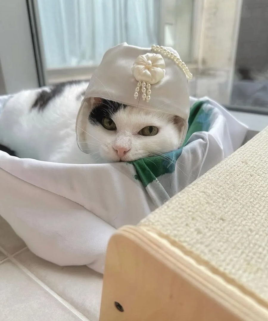길에 버려진 고양이를 키운 결과_3.webp