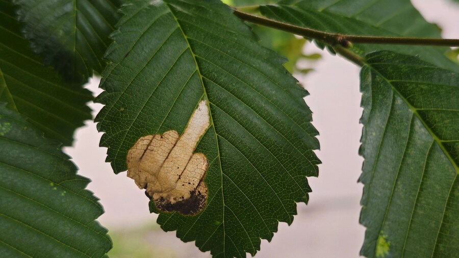 느릅나무가 인간들에게 전하는 자연의 메시지_1.jpg