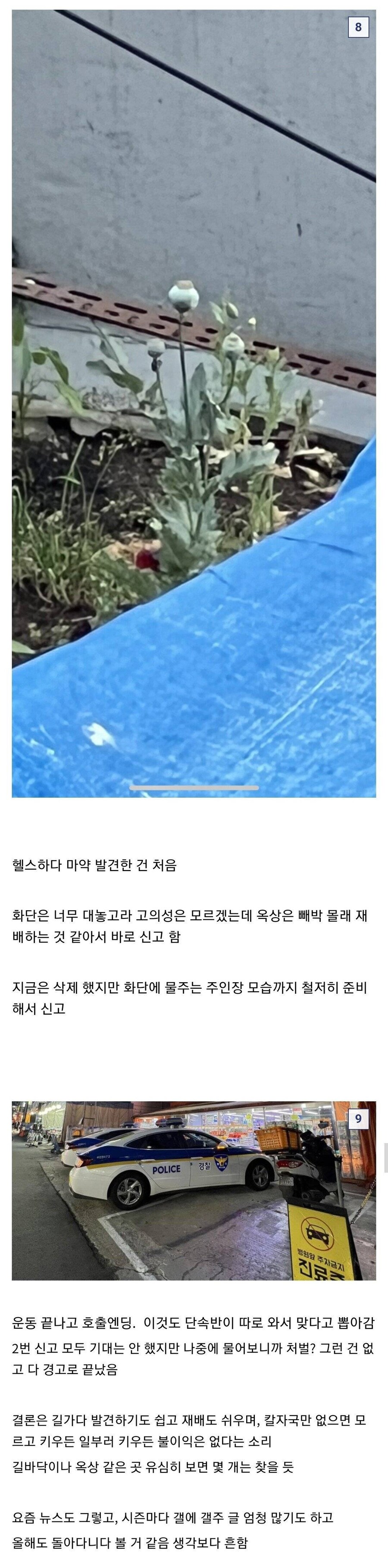 하루에 2번이나 양귀비 발견한 식물갤러 .jpg_4.jpg