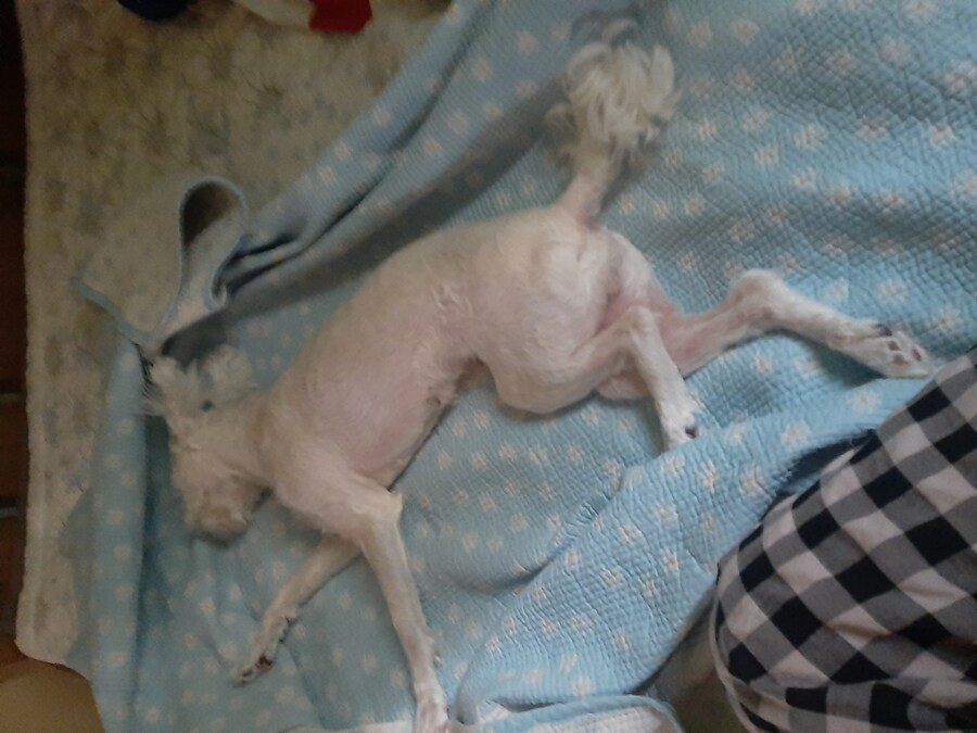 강아지한테 에어컨 켜줘야하는 이유_1.jpg