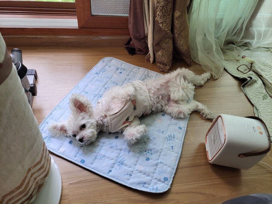 강아지한테 에어컨 켜줘야하는 이유_6.jpg