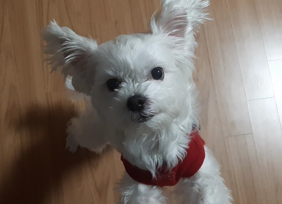 댕댕댕_4.jpg
