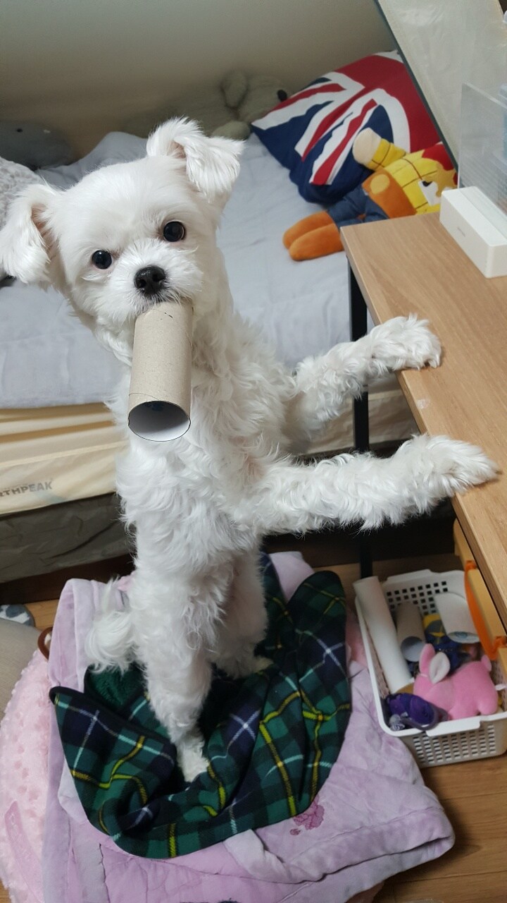 댕댕댕_8.jpg