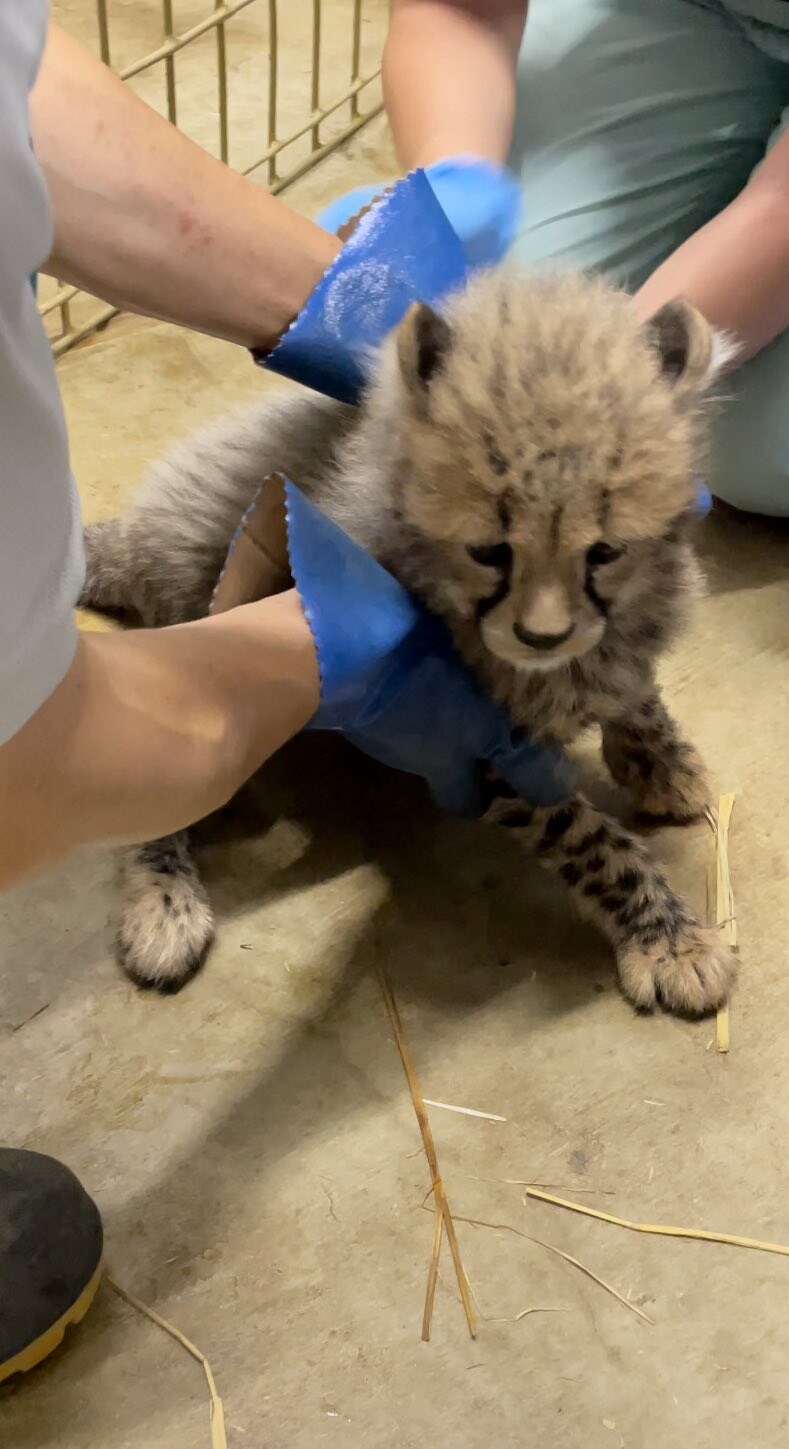 백신 맞는 생후 2개월 치타💉_1.jpg