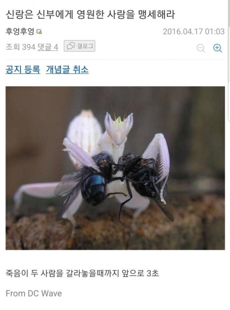 신랑은 신부에게 영원한 사랑을 맹세하라_1.jpg